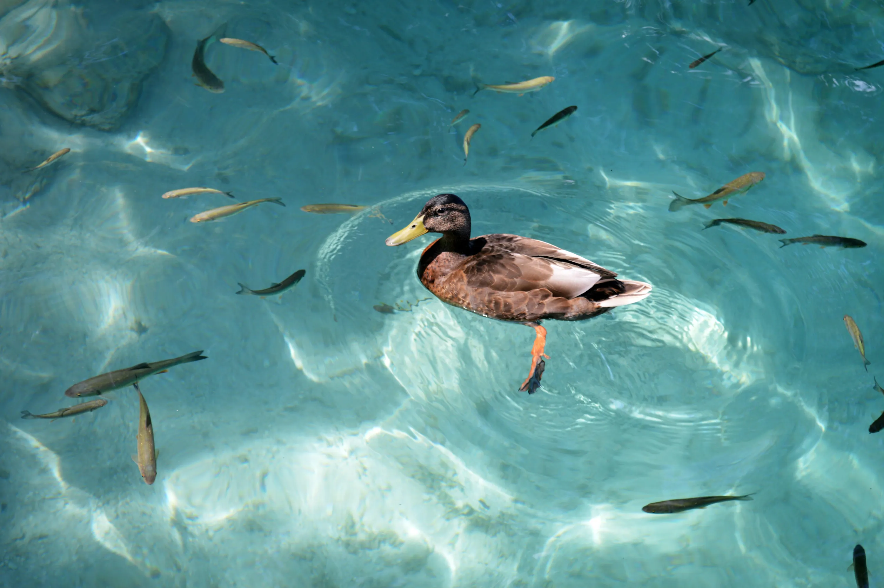 A bird.