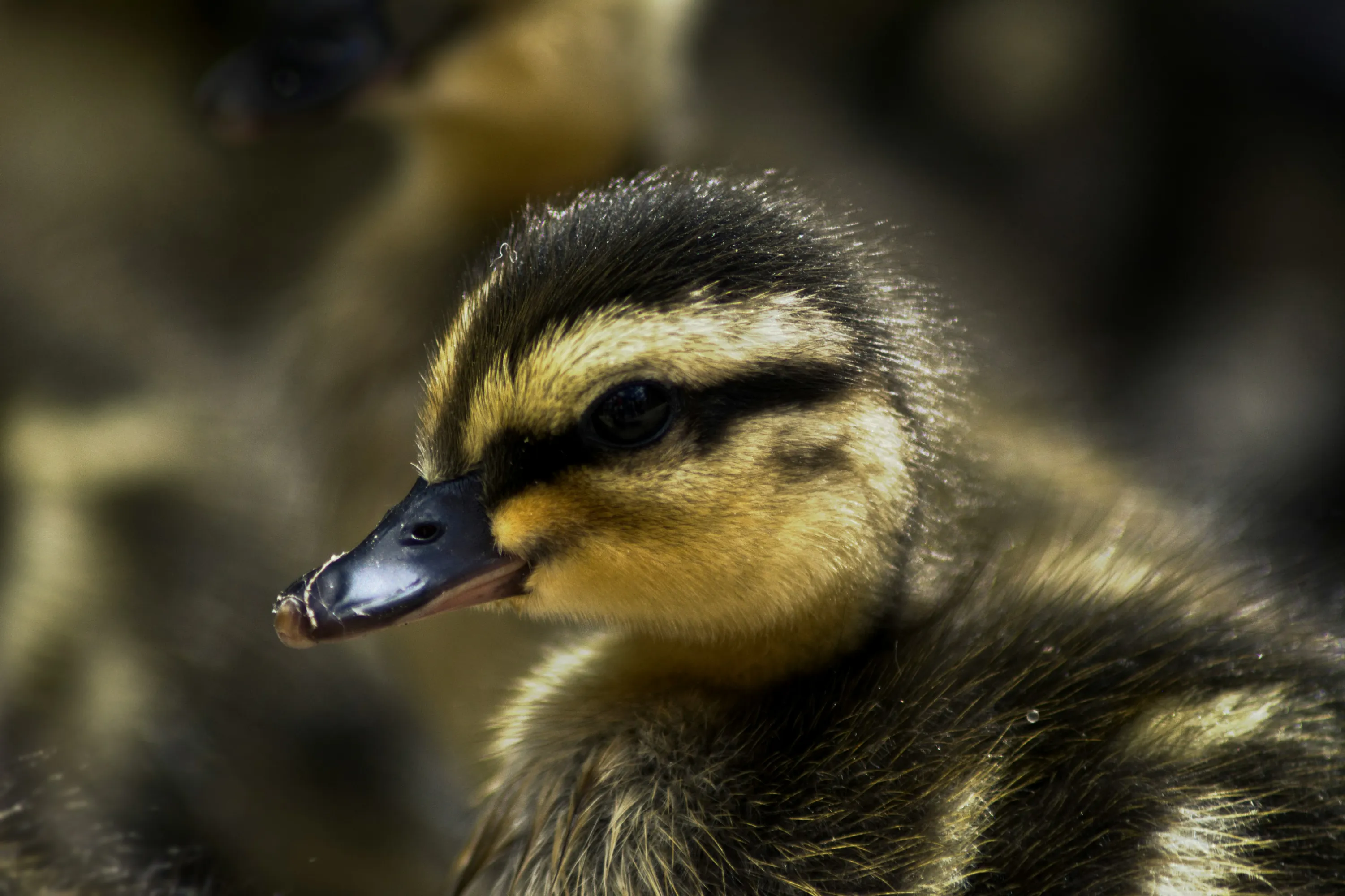 A bird.