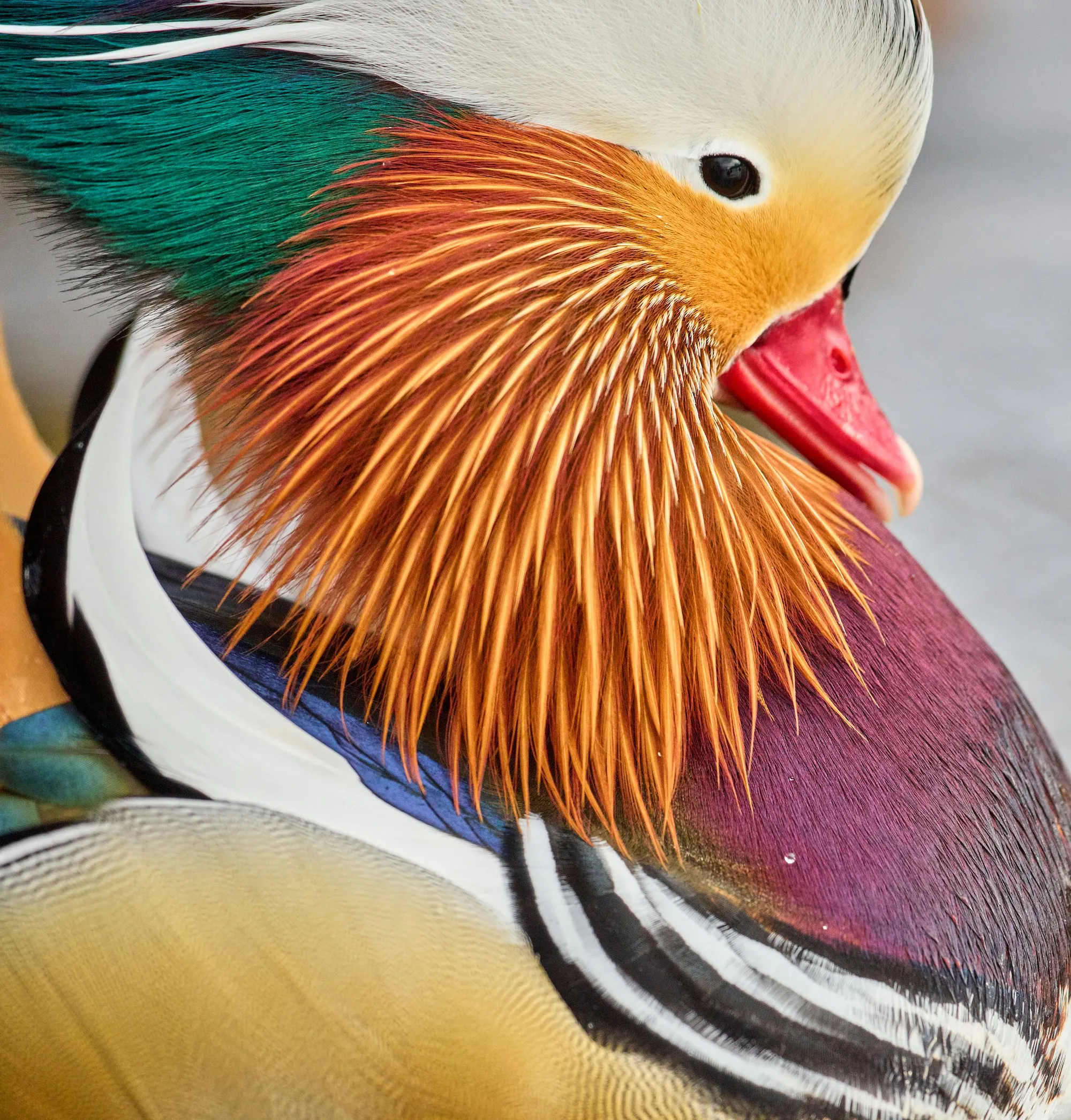 A bird.